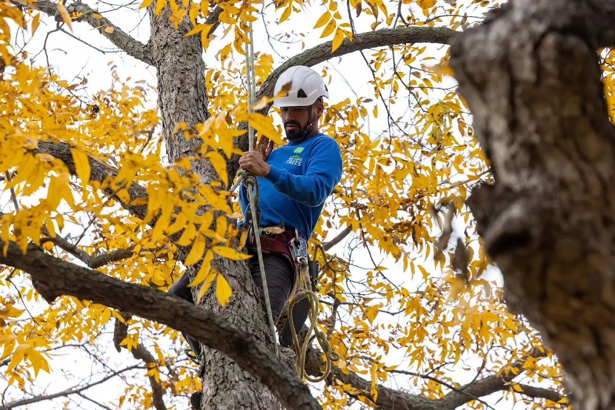 Skilled Tree Pruning crew working in Fennville